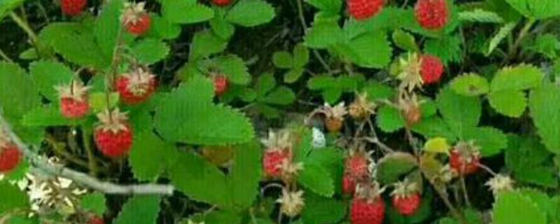 蛇莓是什么（蛇莓是什么中药）