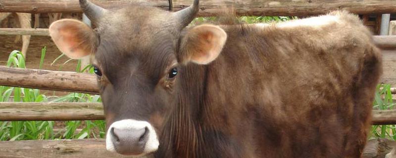牛红眼病的症状，附预防措施 牛眼睛红是什么病