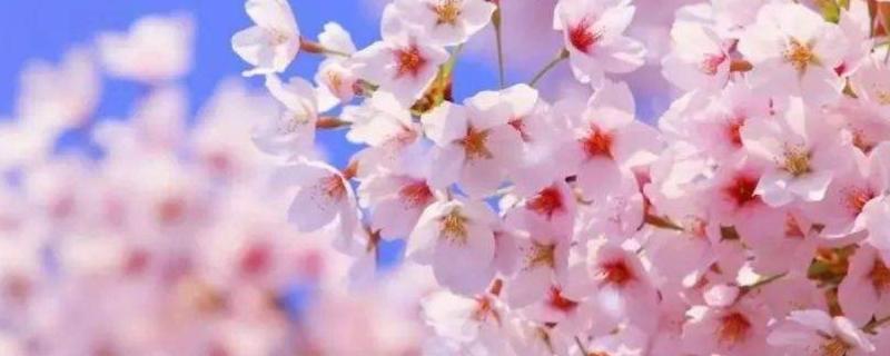 樱花树几年可以开花，什么时候开花（樱花树几年开花结果）