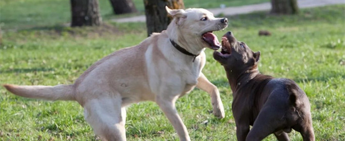 狗狗打架为什么用嘴咬不用手挠 狗狗打架为什么用嘴咬不用手挠地板