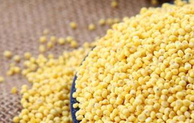 大黄米的功效与作用 小黄米的功效与作用