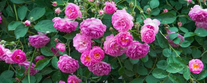 蔷薇的花期，蔷薇花花期如何养护 蔷薇开花后怎么养护