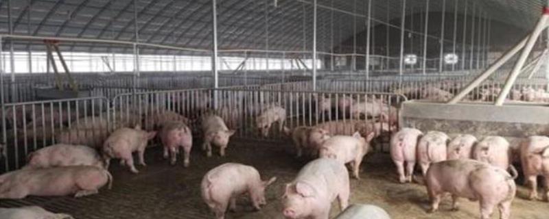 养猪场养猪大棚该如何建设呢 养猪大棚可以在什么地方建设
