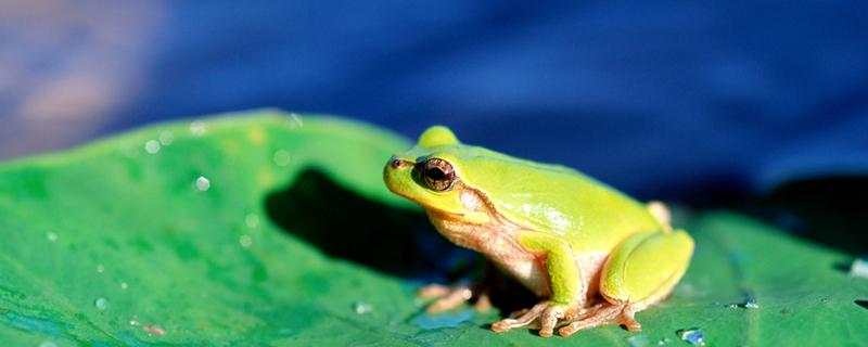 冬眠时蛙类会选择向阳还是背阳 蛙的冬眠主要受什么因素影响