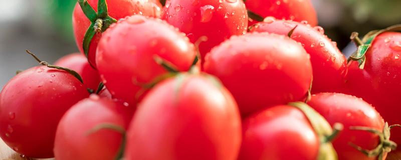 小番茄种植技术和管理技术（小番茄种植技术和管理技术规程）