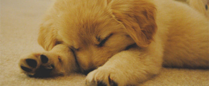 为什么狗睡觉时把嘴藏在前肢下 为什么狗睡觉时把嘴藏在前肢下侧