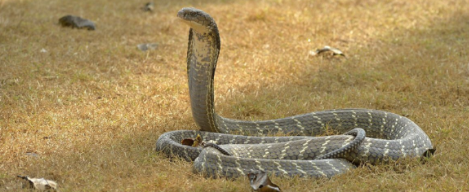 山万蛇和吹风蛇的区别是什么 为什么叫吹风蛇