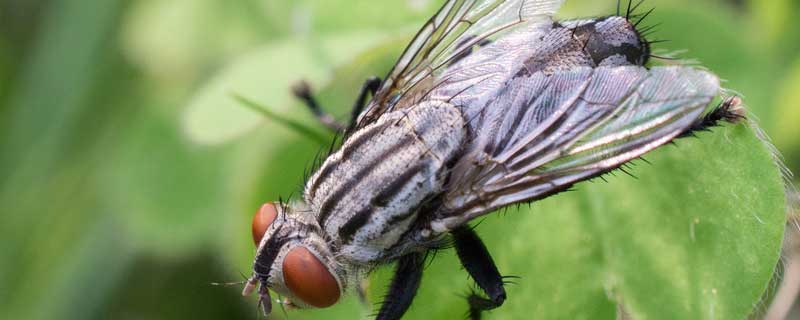 鳞翅目害虫有哪些 鳞翅目害虫有哪些危害