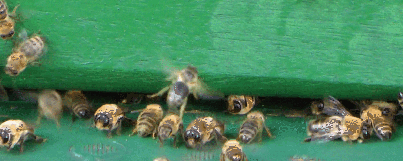 屋檐下的蜂窝一般都是什么蜂（什么是蜂房什么是蜂窝）