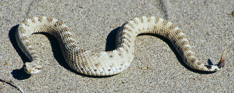 响尾蛇的生活习性是怎样的 响尾蛇的特点和生活特征