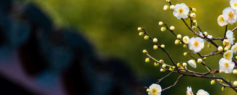 淘米水能浇花吗（放了好几天的淘米水能浇花吗）