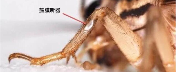 蟋蟀的“耳朵”为什么长在脚上（蟋蟀的耳朵长在前足的小腿上吗）