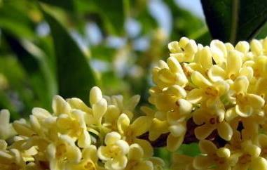 鲜桂花能直接泡水喝吗（鲜桂花能不能泡水喝）