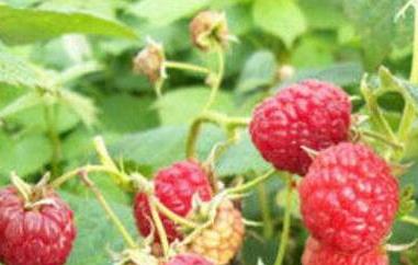 红树莓的功效与作用 红树莓的功效与作用及价格