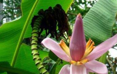 野蕉花的功效与作用 野香蕉花的功效