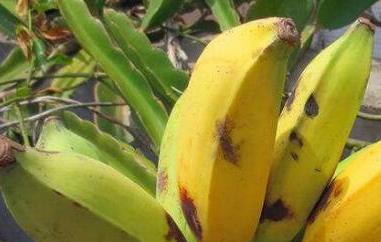 牛角蕉和香蕉区别（牛角蕉和香蕉区别在哪）