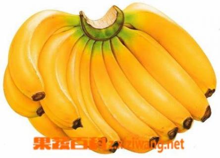 香蕉的营养价值 香蕉的营养价值及功效与作用和禁忌