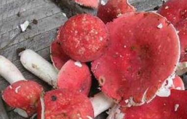 红菇和毒红菇的区别 有毒红菇和红菇有何区别