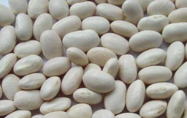 白芸豆的功效与禁忌 白芸豆的功效与禁忌是蚕豆吗