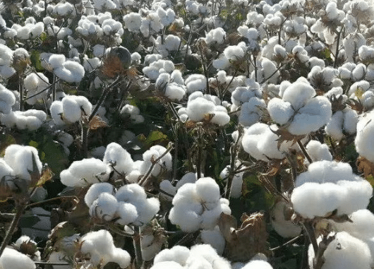 2021年棉花中后期生产管理，棉花生长条件总结