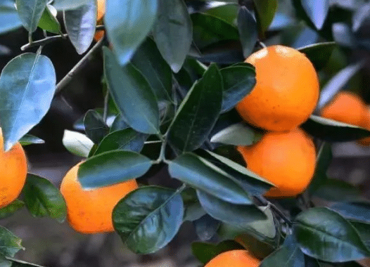 柑橘八大实用技术，柑橘养殖时需要注意什么