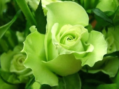 绿色玫瑰的花语是什么，有什么寓意（不同颜色玫瑰花的花语寓意是什么?）