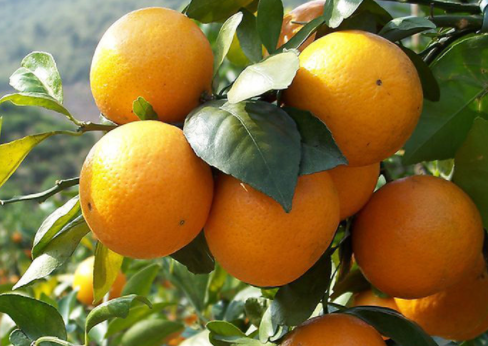 柑橘冬季如何管理，有哪些注意事项（柑橘冬季如何管理,有哪些注意事项视频）