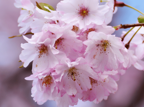 樱花和樱桃花一样吗，有哪些区别（樱桃和樱花有什么区别）