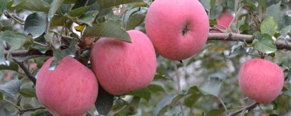 苹果种植过程介绍 苹果的种植过程介绍