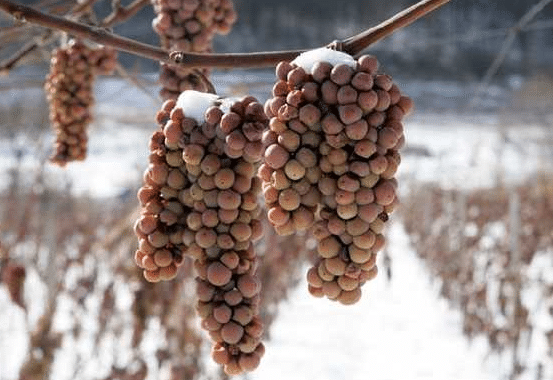 葡萄冬剪的方法是什么，有哪些注意事项