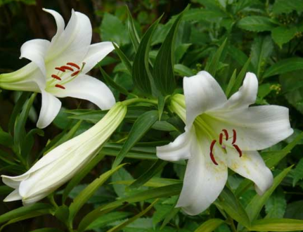 百合夏天需要遮阴吗，百合花种植方法总结