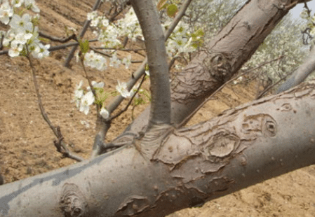 冬季梨树刮皮注意事项，梨树应该好养吗，怎么养殖