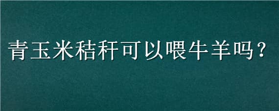 青玉米秸秆可以喂牛羊吗 青玉米秸秆可以喂牛羊吗视频