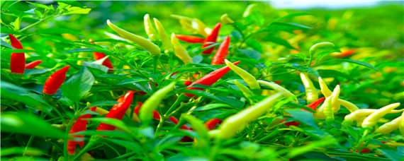 辣椒的主要病虫害有哪些 辣椒的主要病虫害有哪些图片