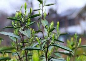 雨花茶属于什么茶 雨花茶属于什么茶种