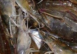 基围虾的营养价值 基围虾的营养价值及功效