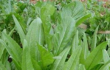 油麦菜的功效和作用 油麦菜的禁忌