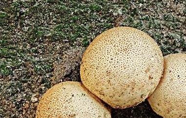 灰孢菇与马勃的区别 马勃菇里面是白色的吗