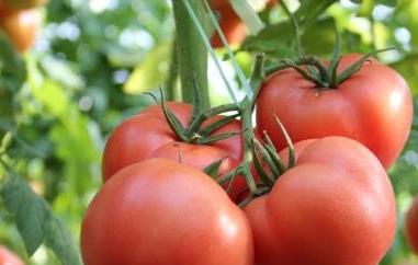番茄红素可以长期吃吗（番茄红素可以长期吃吗?）