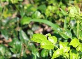 茅岩莓茶的功效与作用（茅岩莓茶的功效与作用百度百科）