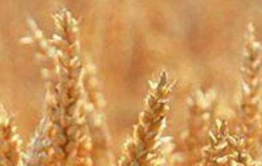 小麦胚芽油的功效与作用（小麦胚芽油的功效与作用及禁忌）