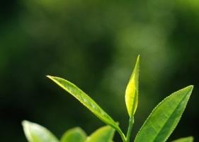 水仙茶的起源（水仙茶的发源地）