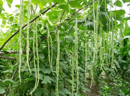 豇豆栽培技术，豇豆应该怎么种植 豇豆的栽培技术要点?