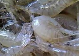 淡水小虾的营养价值 淡水小虾的营养价值及功效
