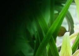 兰草花的养殖方法和步骤教程 兰草花怎么养法