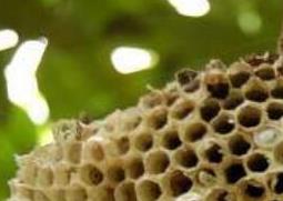 露蜂房的功效与作用 露蜂房的功效与作用用量