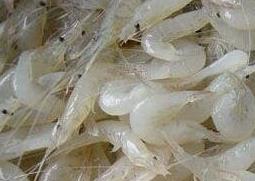 白米虾的营养价值 白米虾的营养价值高吗