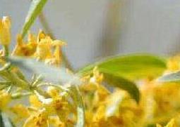 沙枣花蜂蜜的作用与功效 沙枣花蜂蜜的作用与功效与禁忌
