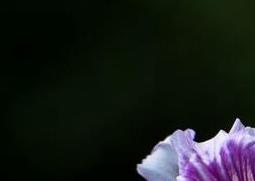 如何区分紫荆花与羊蹄甲花 羊蹄甲花与紫荆花的区别