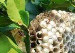 蜂房的功效与作用及药用价值（蜂房的功效与作用及药用价值）